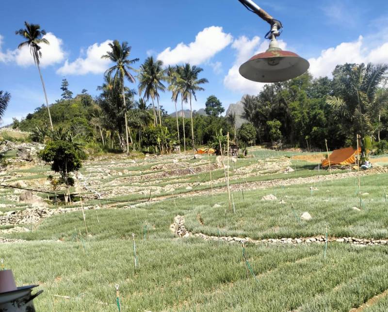 Pupuk Langka, Ancam Gagal Panen di Enrekang