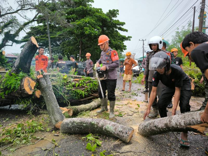 Pohon Tumbang Tutup Ruas Jalan Penghubung Kabupaten Bone dan Wajo, Batalyon C Sigap Lakukan Evakuasi