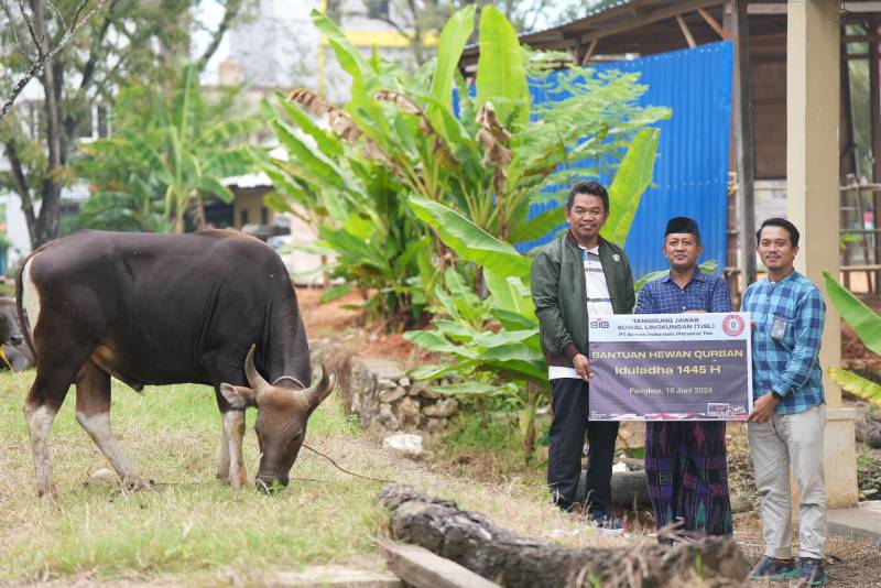 Idul Adha 1445 H, PT Semen Tonasa Bagikan 31 Sapi Kurban