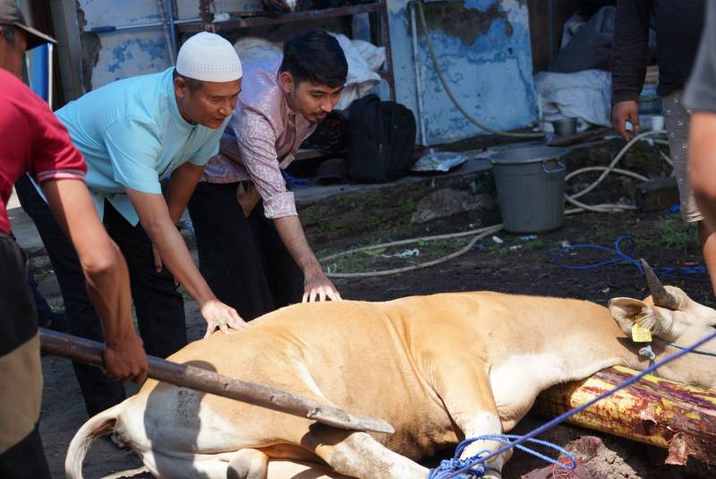 Idul Adha 1445 Hijriah, PLN UID Sulselrabar Bagikan 5 Ton Daging Hasil 74 Ekor Hewan Kurban