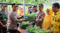 Dukung Ketahanan Pangan, Polres Soppeng Bersama Forkopimda Launching Dua Juta Bibit Cabai Tampaning