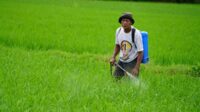 IMG-20250119-WA0005 Program Listrik PLN Masuk Sawah Mampu Buat Petani di Sulawesi Selatan Untung Berkali Lipat
