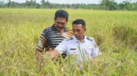 Syaharuddin Alrif Dorong Petani Sidrap Gunakan Pupuk Organik