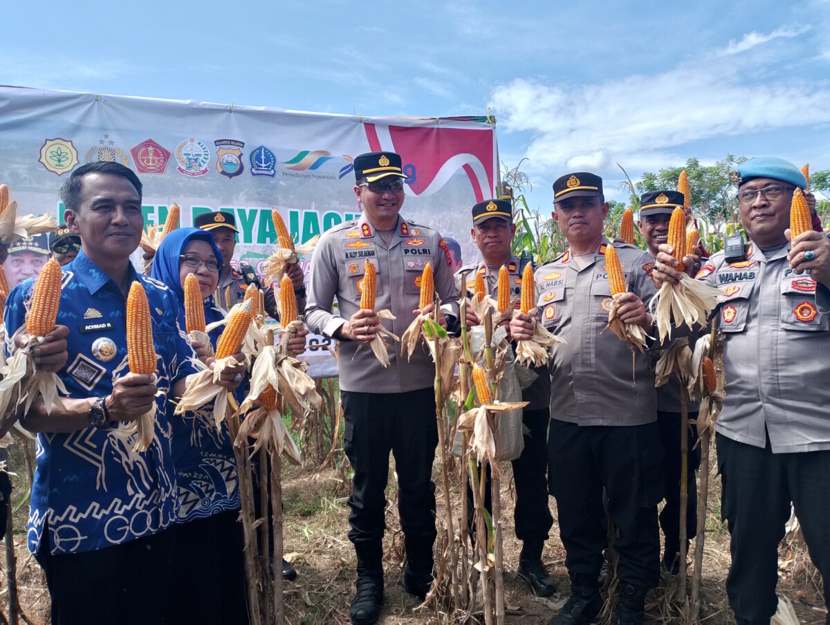 Dukung Program Ketahanan Pangan, Kapolres Gowa Pimpin Panen Raya Jagung di Kecamatan Bajeng