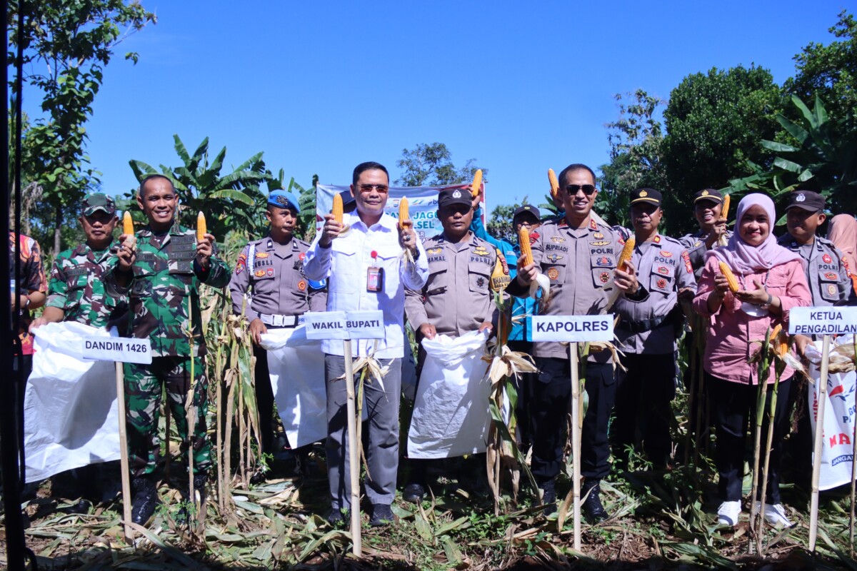 Wabup Takalar Bersama Forkopimda Panen Raya Jagung