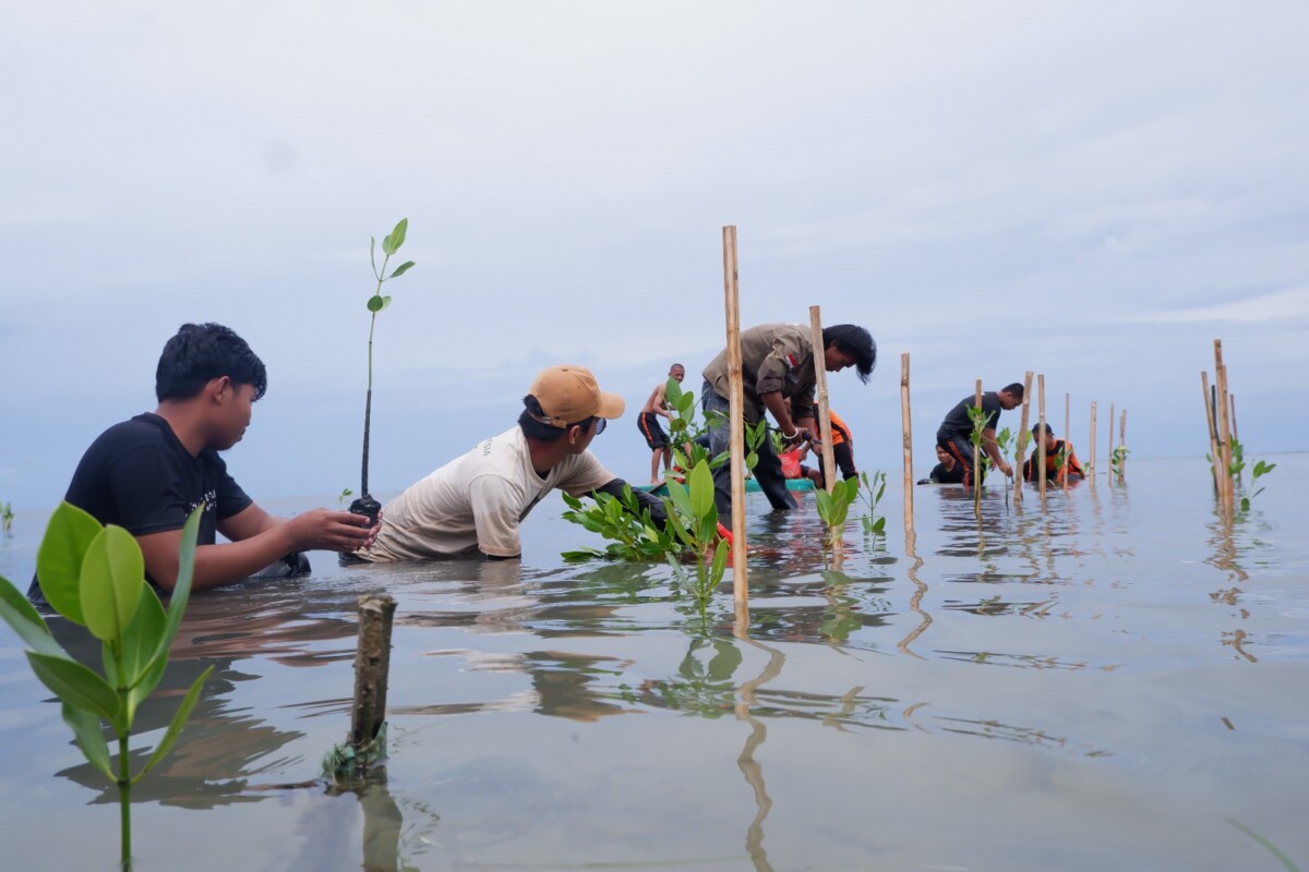 Jaga Masa Depan Pesisir, LAZ Hadji Kalla Dukung Penanaman 2.000 Mangrove di Majene 