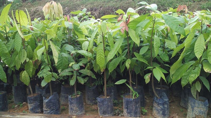 Pembelian Bibit Program Ketahanan Pangan Desa di Bulukumba Diduga Dimonopoli