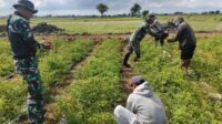 IMG-20251013-WA0208 Di Sela-sela Kegiatan, Personel Satgas TMMD Kodim 1426 Takalar Bantu Warga Panen Cabai