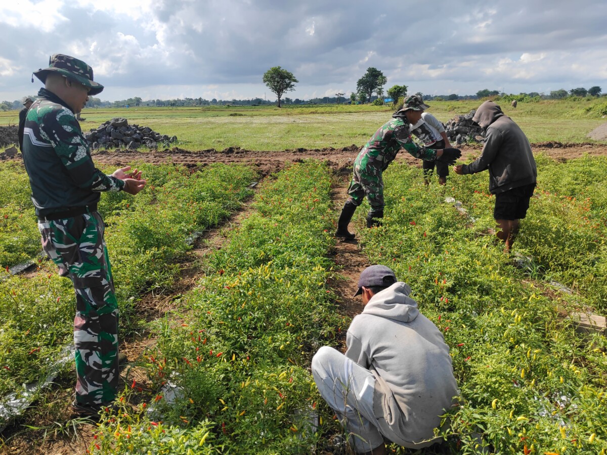 Di Sela-sela Kegiatan, Personel Satgas TMMD Kodim 1426 Takalar Bantu Warga Panen Cabai