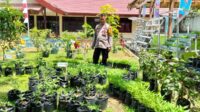 Polres Pelabuhan Makassar Gencarkan Program Ketahanan Pangan, Lahan Sempit Tak Jadi Penghalang Polres Pelabuhan Makassar Gencarkan Program Ketahanan Pangan, Lahan Sempit Tak Jadi Penghalang