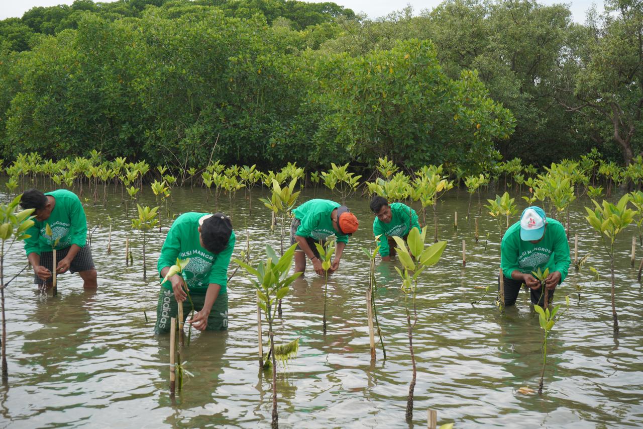 Kantongi SK Bupati, Lokasi CSR Aksi Mangrove Lestari KALLA Resmi Jadi Kawasan Konservasi
