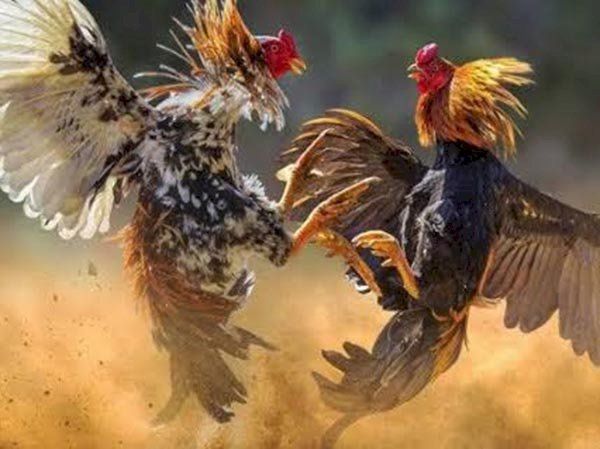 Diduga Sediakan Arena Judi Sabung Ayam, Oknum Pengacara di Makassar Ditetapkan Tersangka