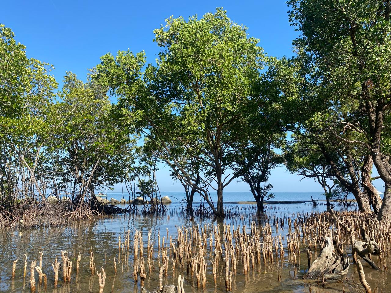 Merawat Mangrove, Ikhtiar Warga Kuri Caddi Menjaga Pesisir