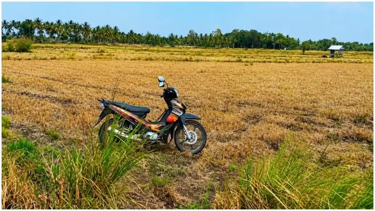 Hampir Sepuluh Ribu Hektar Sawah Alami Kekeringan