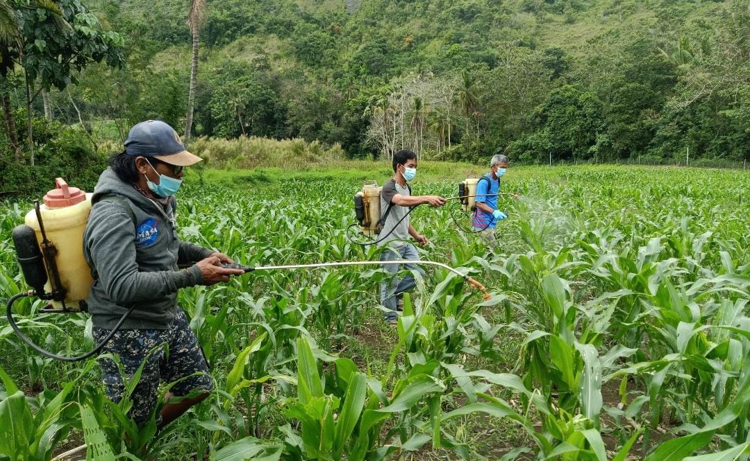 Pemkab Enrekang Siapkan Jaminan Gagal Panen Jagung, PKS dengan Jasindo Segera Ditandatangani